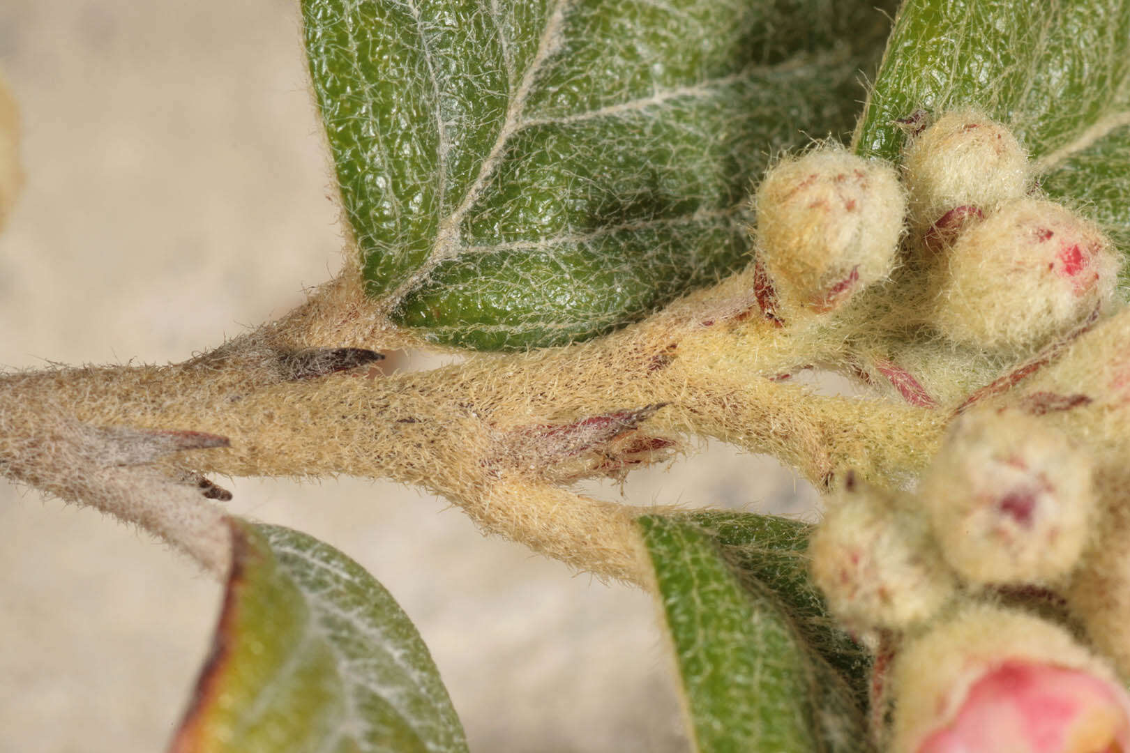 صورة Cotoneaster sternianus (Turrill) Boom