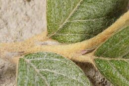 صورة Cotoneaster sternianus (Turrill) Boom