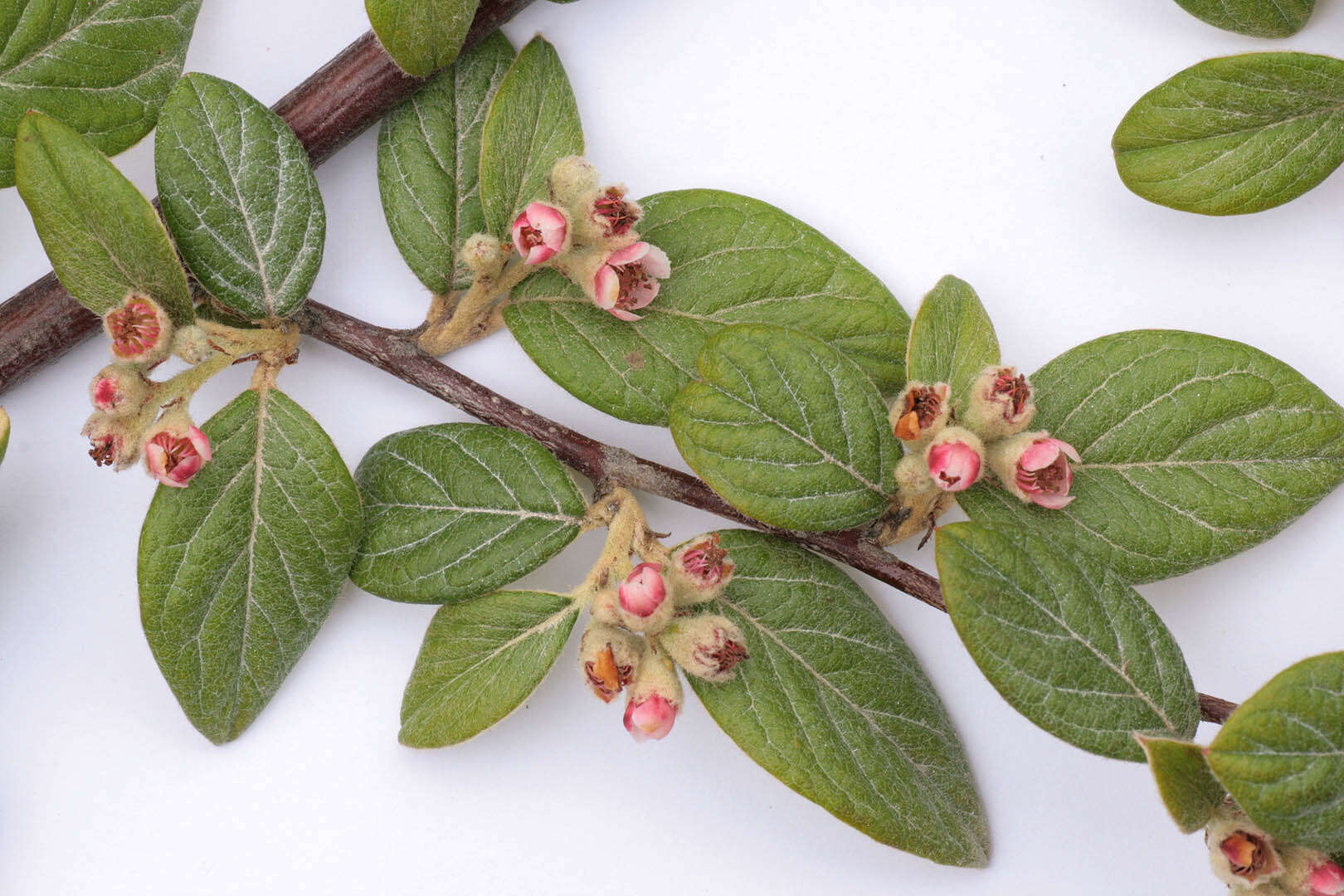 صورة Cotoneaster sternianus (Turrill) Boom