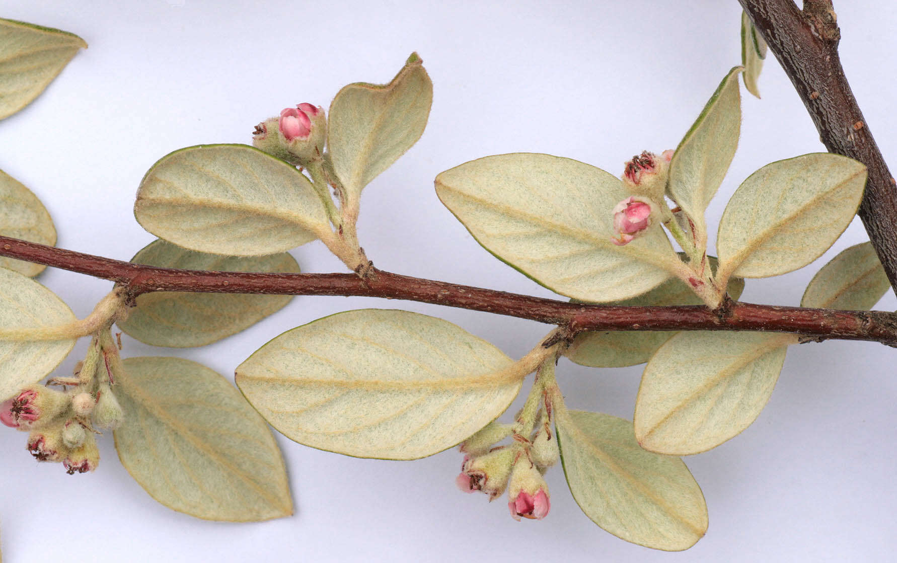 صورة Cotoneaster sternianus (Turrill) Boom