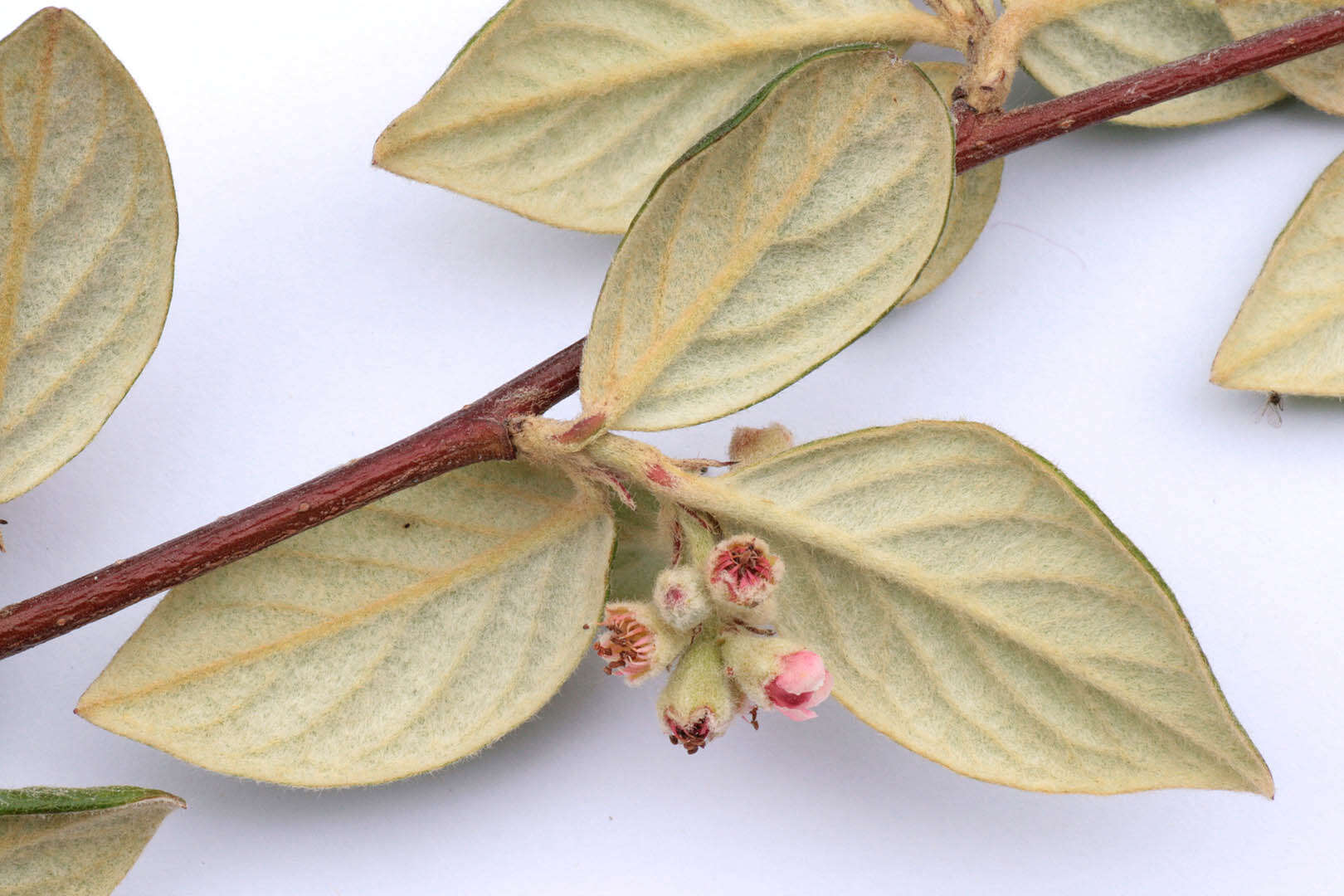 صورة Cotoneaster sternianus (Turrill) Boom