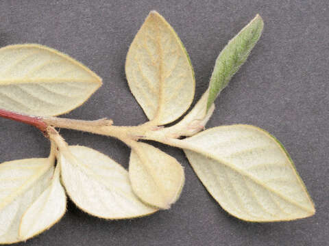 صورة Cotoneaster sternianus (Turrill) Boom