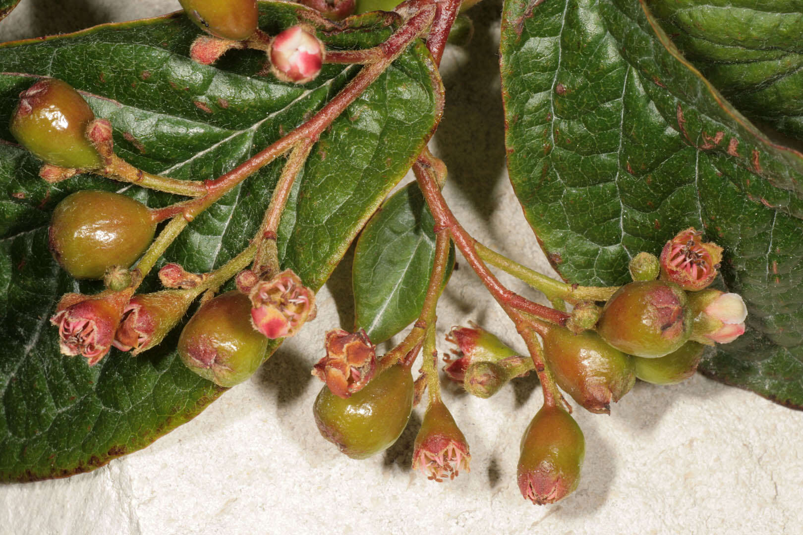 Image of hollyberry cotoneaster