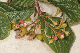 Image of hollyberry cotoneaster