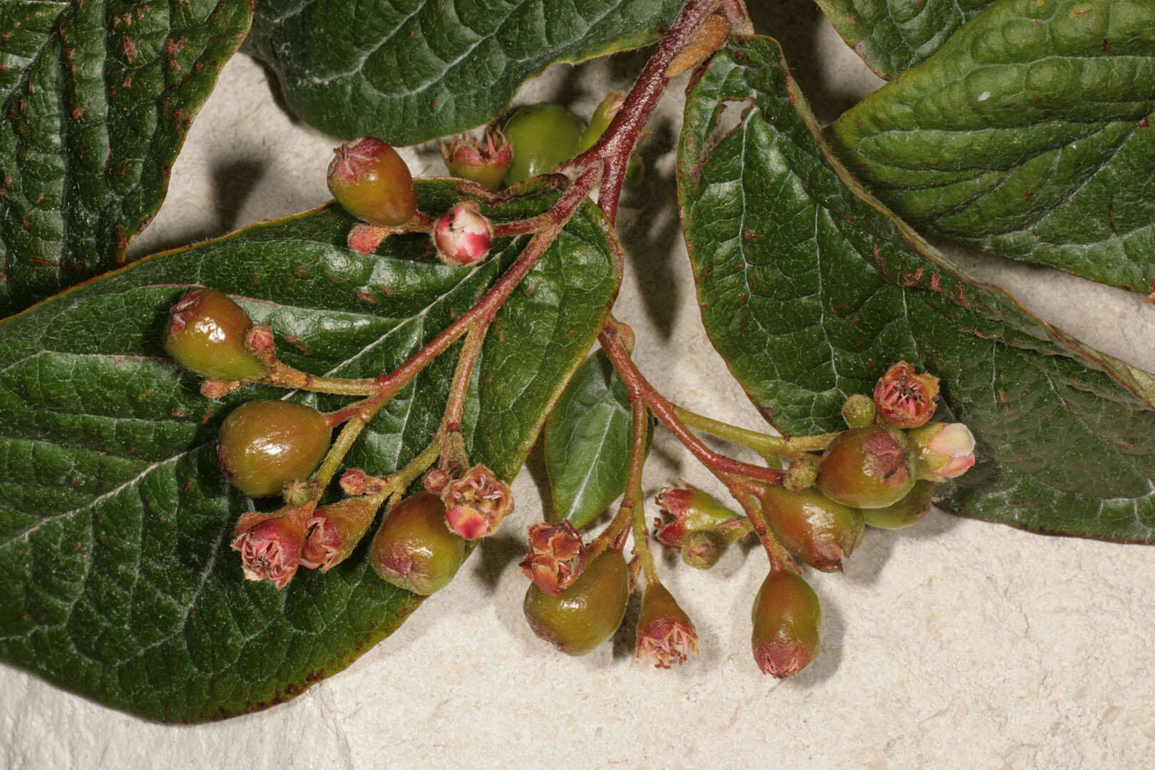 Image of hollyberry cotoneaster