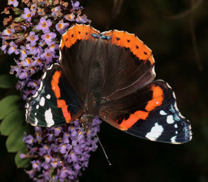 Image of Red Admiral