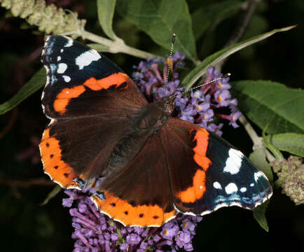 Image of Red Admiral