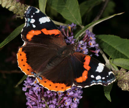 Image of Red Admiral