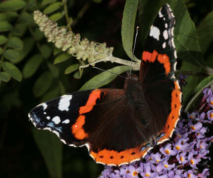 Image of Red Admiral