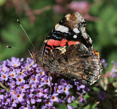 Image of Red Admiral