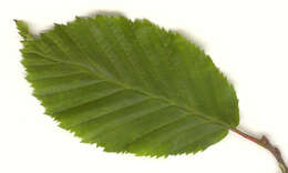 Image of European hornbeam