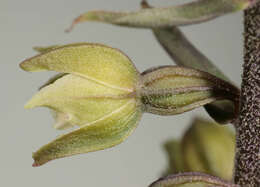 Image of Violet Helleborine