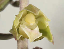 Image of Violet Helleborine