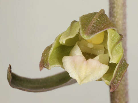 Image of Violet Helleborine