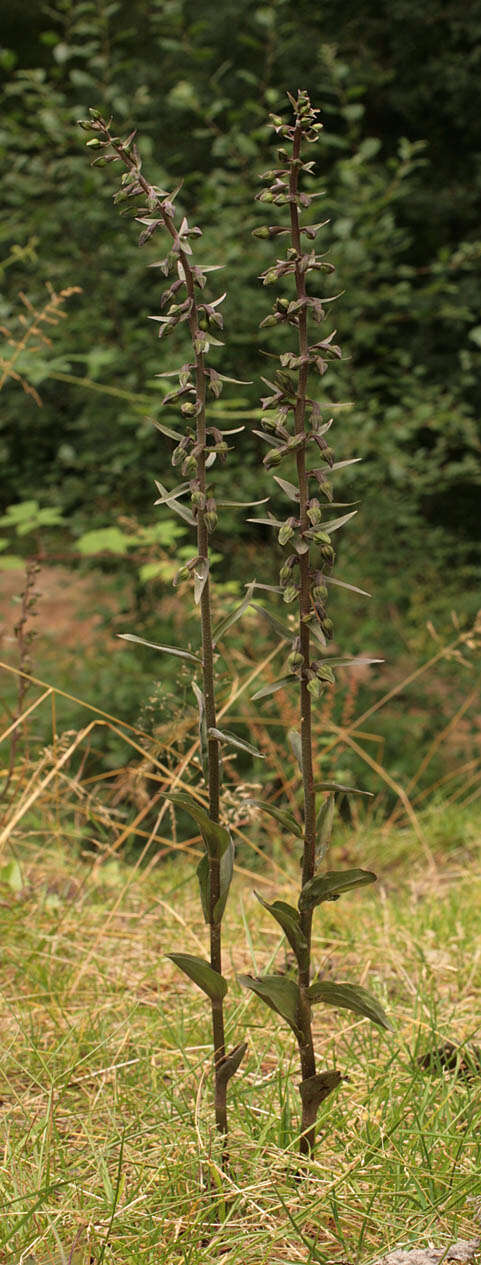 Image of Violet Helleborine