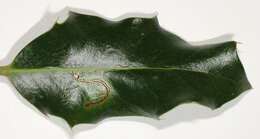 Image of European Holly Leafminer