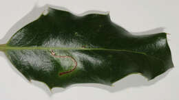 Image of European Holly Leafminer