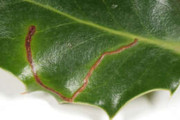 Image of European Holly Leafminer