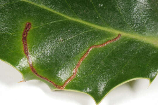 Image of European Holly Leafminer