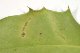 Image of European Holly Leafminer