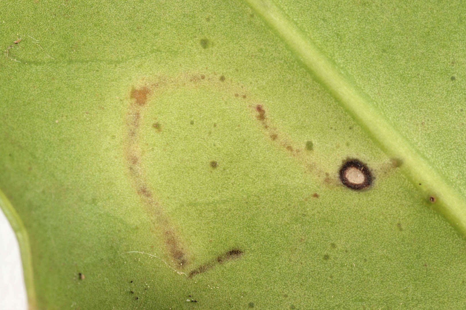 Image of European Holly Leafminer