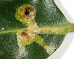 Image of European Holly Leafminer