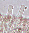 Image of Rickenella swartzii (Fr.) Kuyper 1984