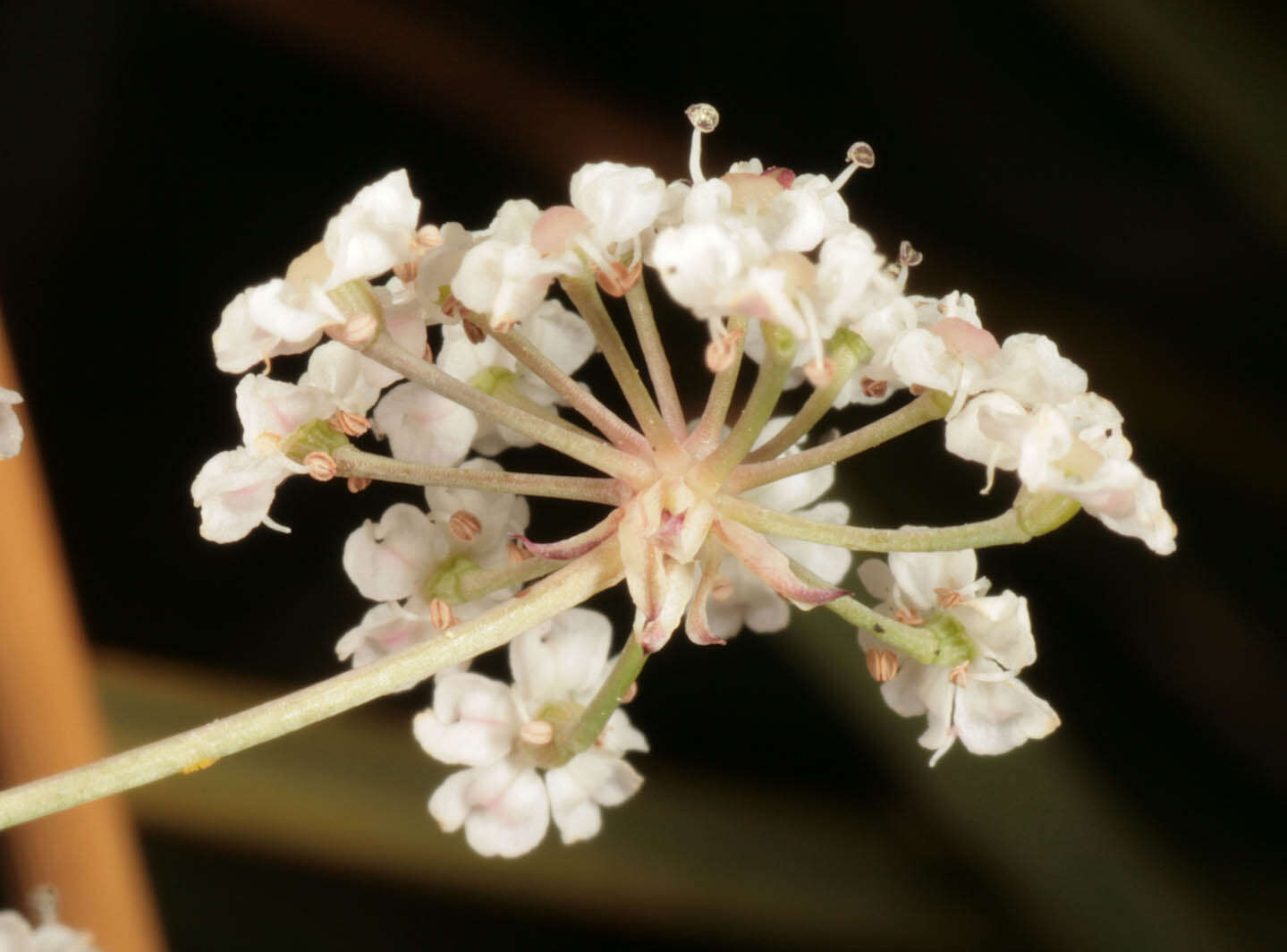 Imagem de Trocdaris verticillatum (L.) Rafin.