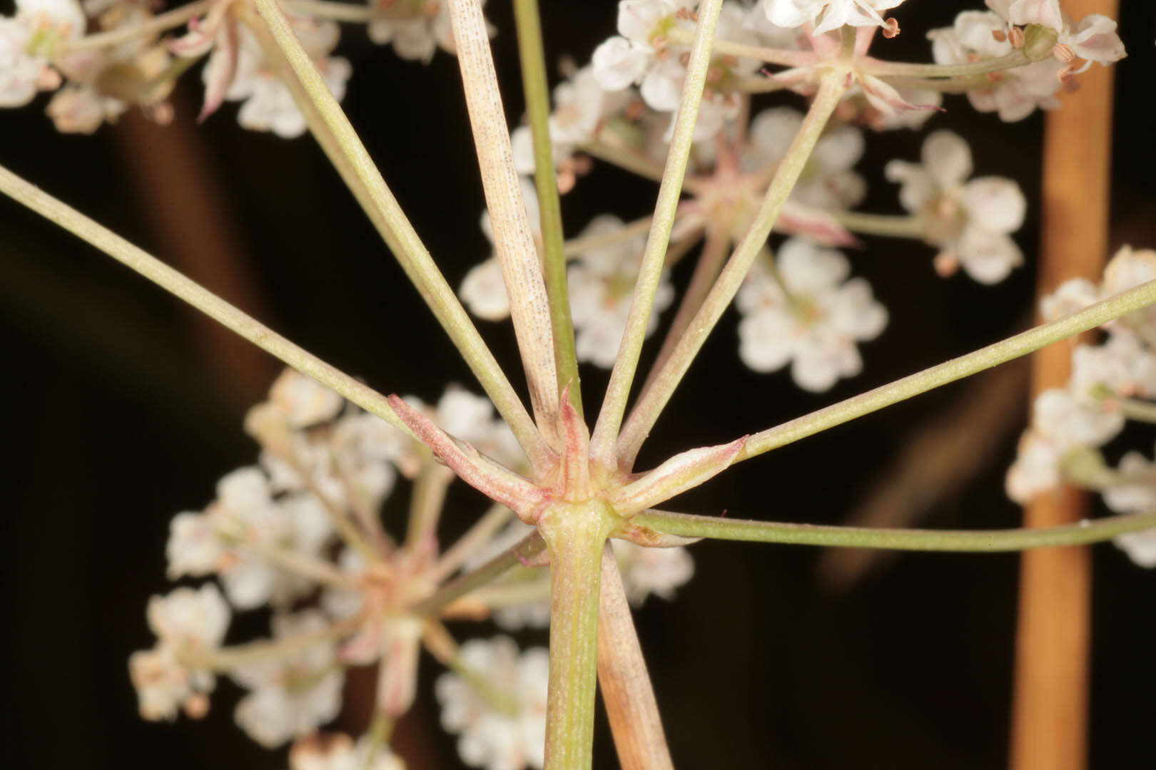 Trocdaris verticillatum (L.) Rafin. resmi