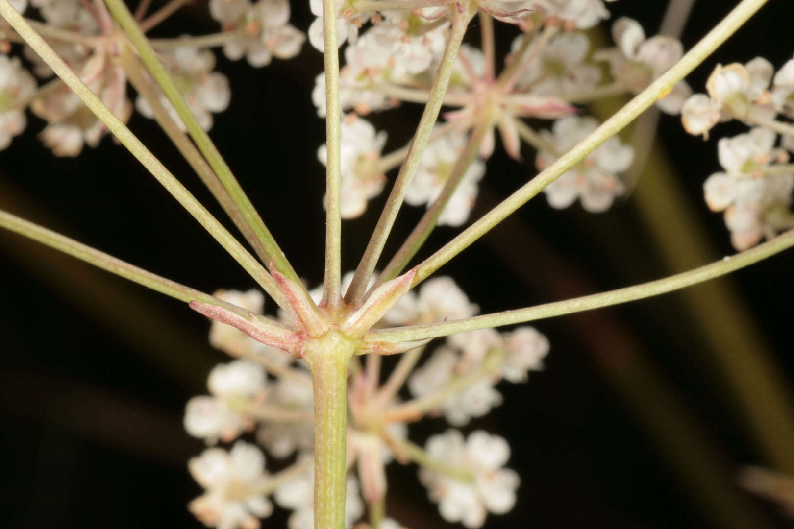 Image of Trocdaris verticillatum (L.) Rafin.