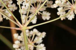 Imagem de Trocdaris verticillatum (L.) Rafin.