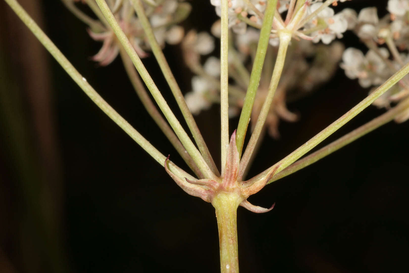 Imagem de Trocdaris verticillatum (L.) Rafin.