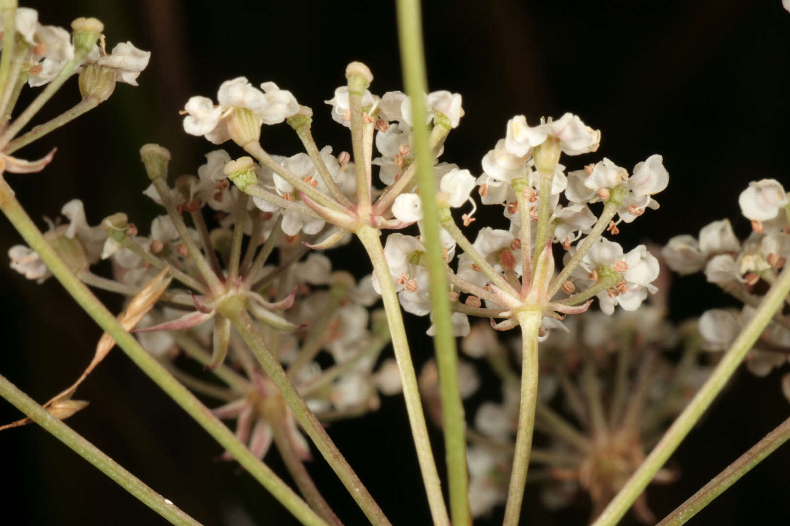 Image of Trocdaris verticillatum (L.) Rafin.