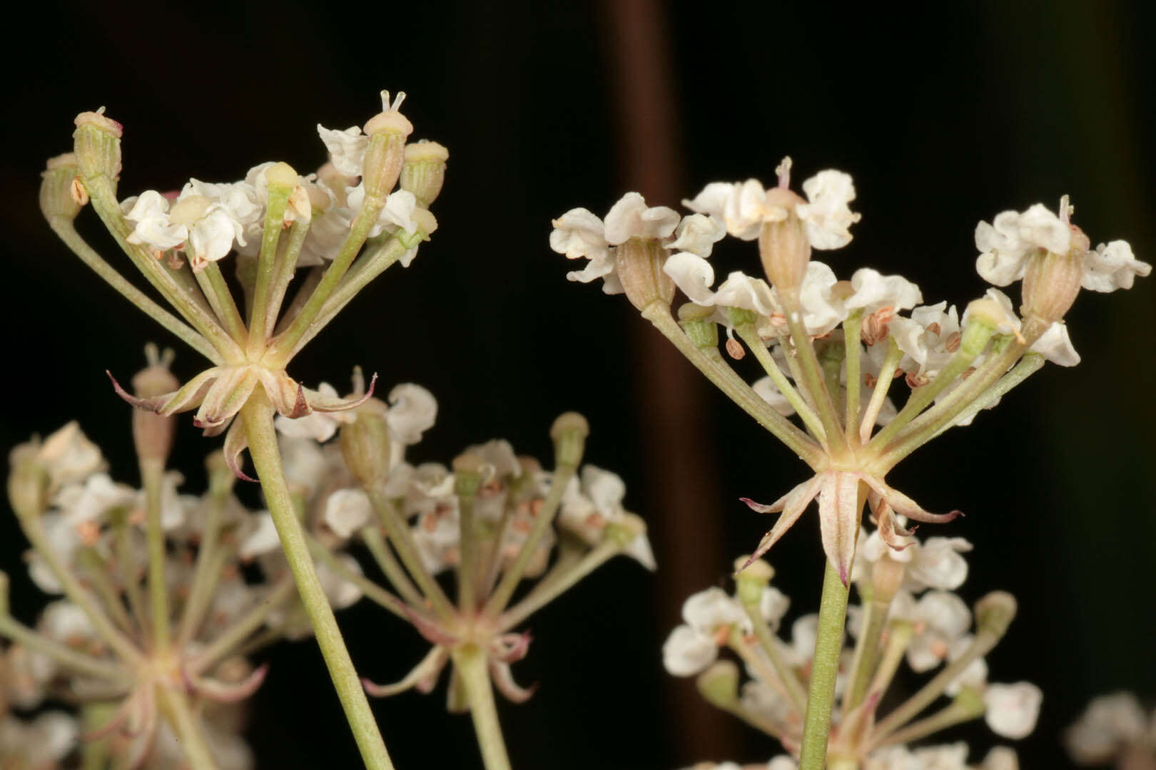 Imagem de Trocdaris verticillatum (L.) Rafin.