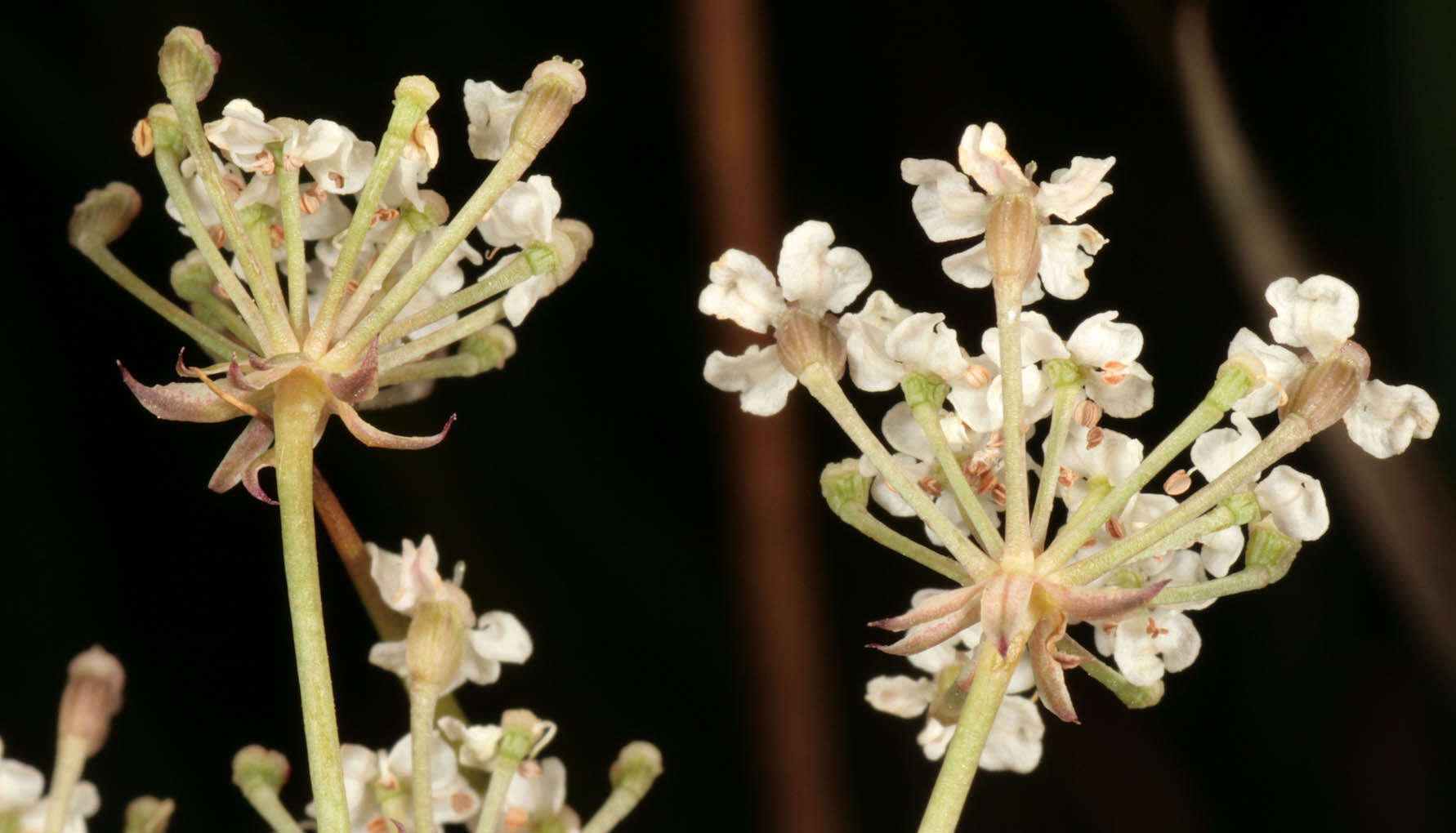 Trocdaris verticillatum (L.) Rafin. resmi