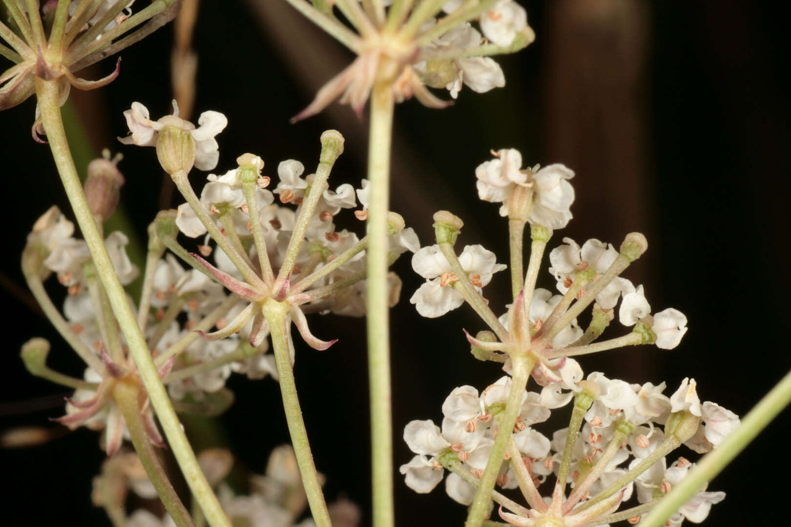 Trocdaris verticillatum (L.) Rafin. resmi