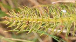 Trocdaris verticillatum (L.) Rafin. resmi