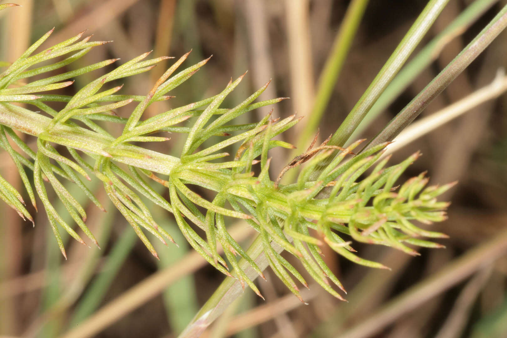 Image of Trocdaris verticillatum (L.) Rafin.