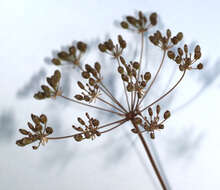 Image of Trocdaris verticillatum (L.) Rafin.