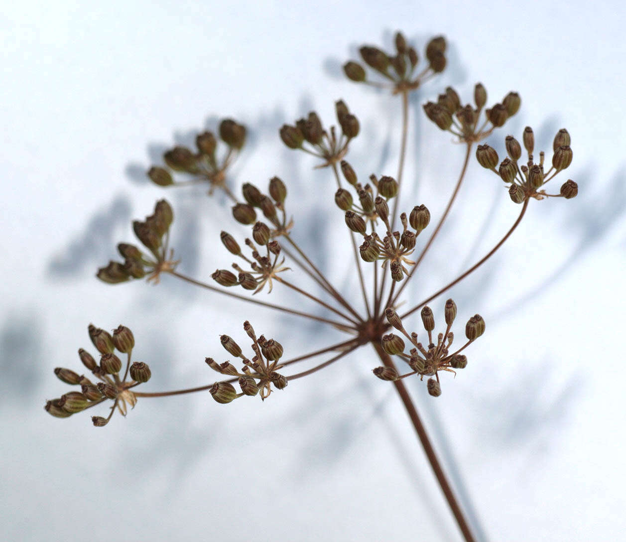 Image of Trocdaris verticillatum (L.) Rafin.