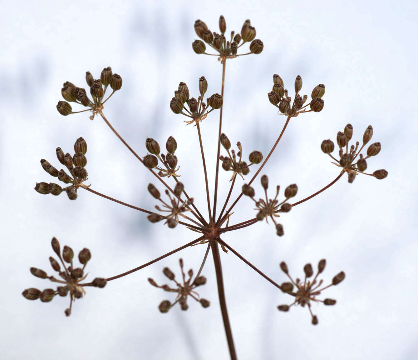 Image of Trocdaris verticillatum (L.) Rafin.