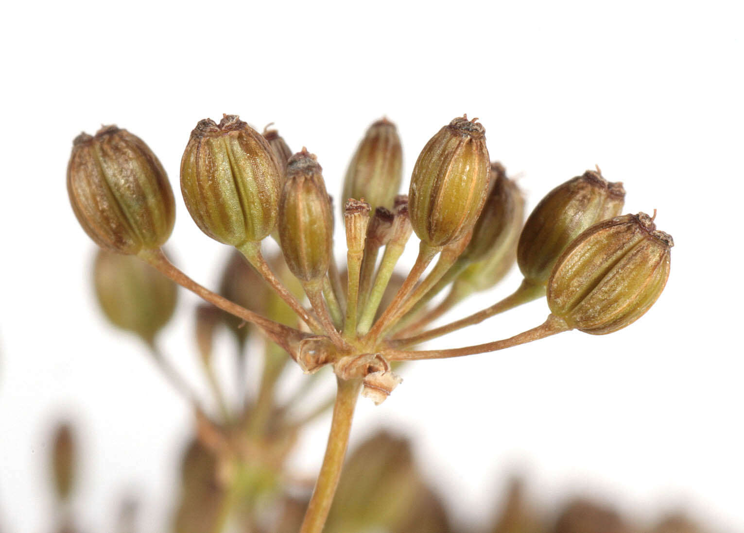 Image of Trocdaris verticillatum (L.) Rafin.