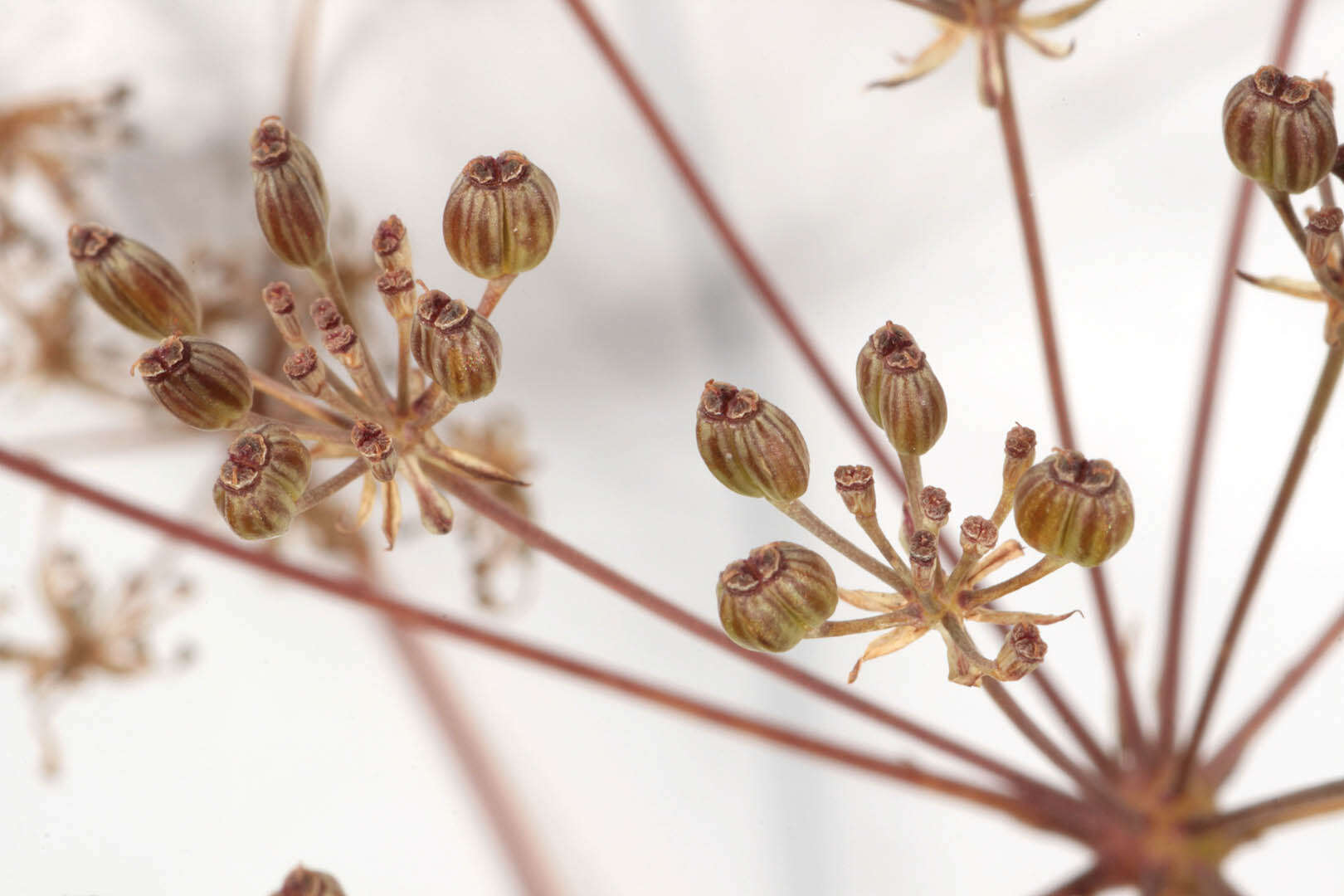 Image of Trocdaris verticillatum (L.) Rafin.