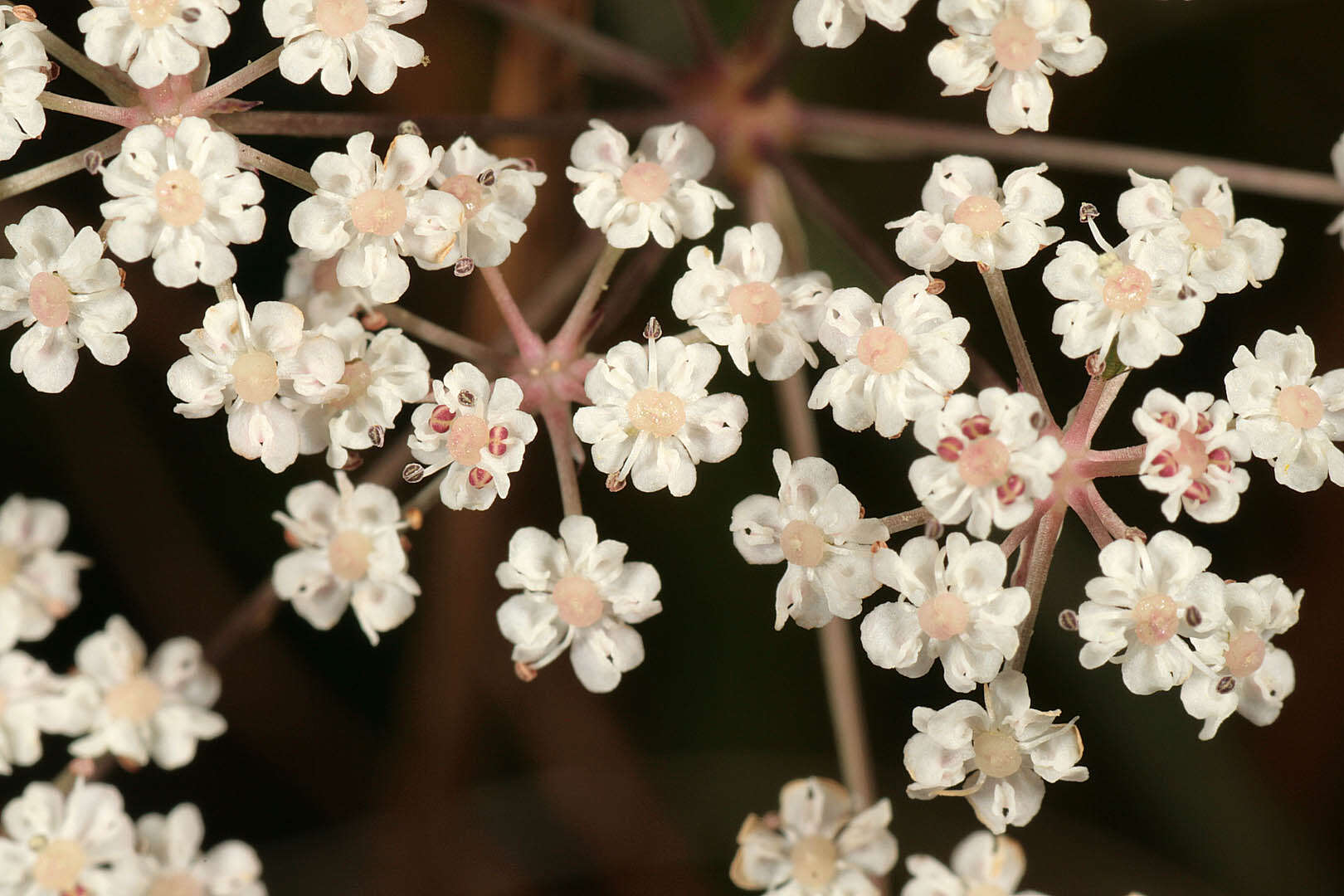 Image of Trocdaris verticillatum (L.) Rafin.