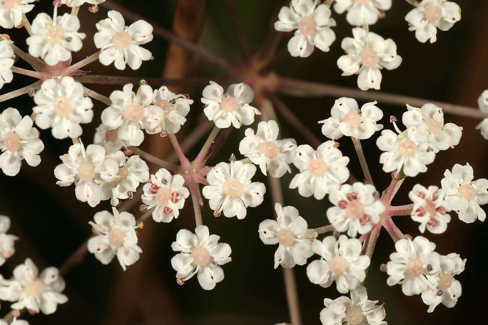 Image of Trocdaris verticillatum (L.) Rafin.