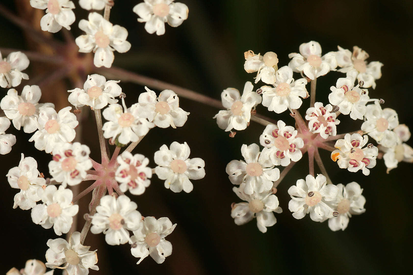 Image of Trocdaris verticillatum (L.) Rafin.