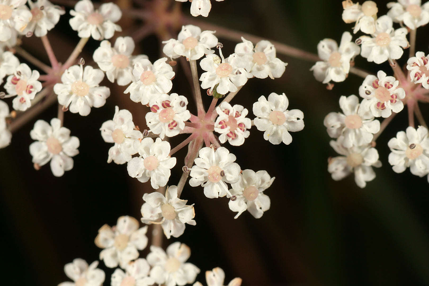 Image of Trocdaris verticillatum (L.) Rafin.