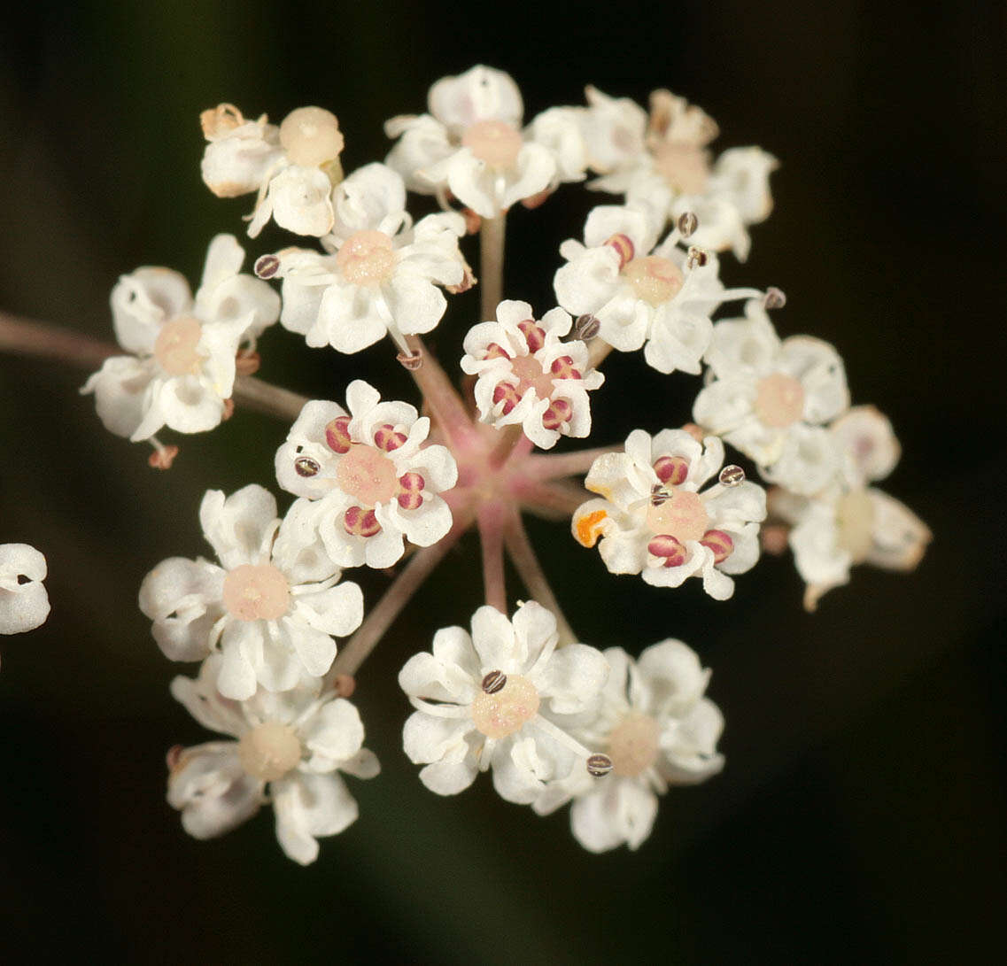 Image of Trocdaris verticillatum (L.) Rafin.