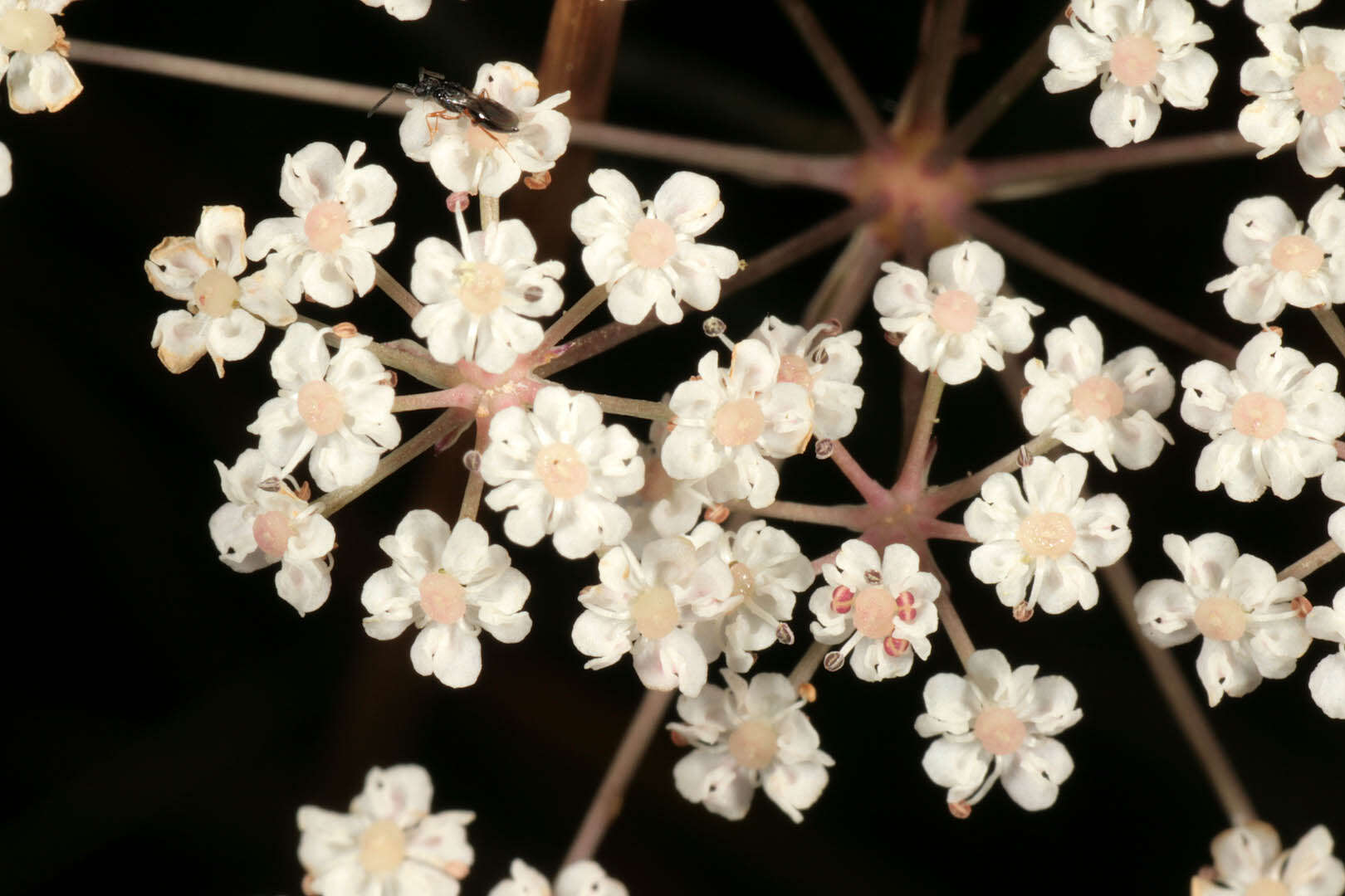 Image of Trocdaris verticillatum (L.) Rafin.