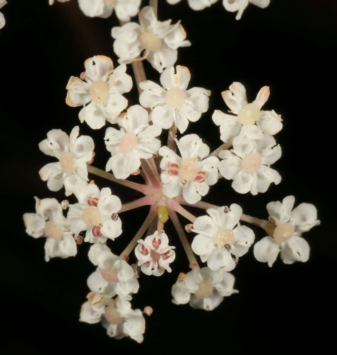 Image of Trocdaris verticillatum (L.) Rafin.